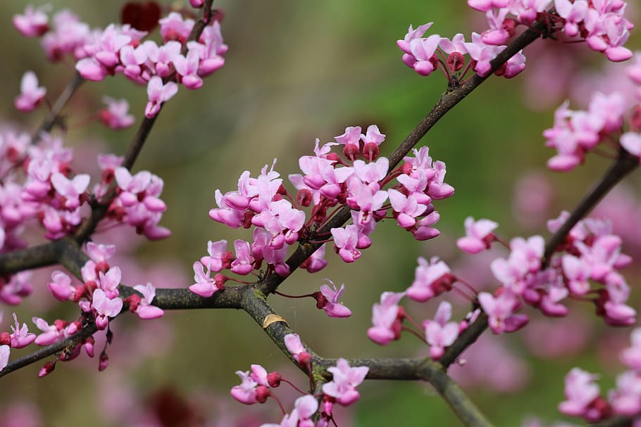 cercis, tree, pink flowers, flowering plant, pink color, freshness