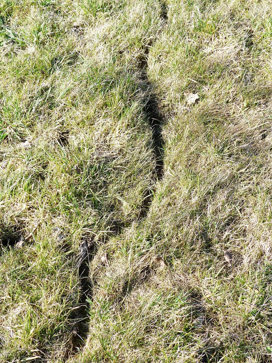 Mouse, Path, Meadow, Trace, Away, mouse path, mouse speed, animal path HD wallpaper
