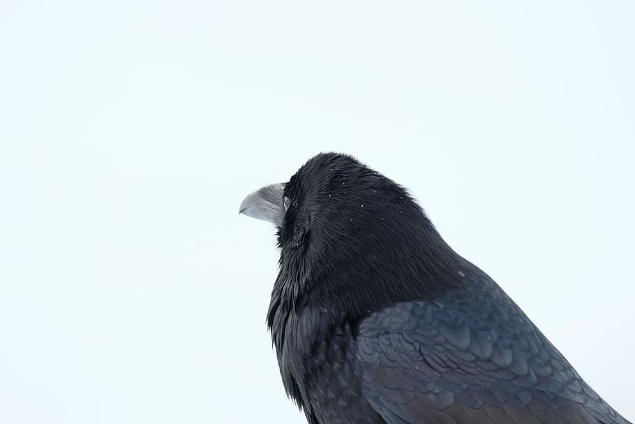 photography of crow, black and gray bird, raven, feathers, outdoor HD wallpaper