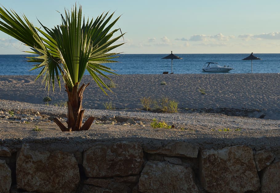 livadh, himara, albania, sea, beach, palm trees, palma, yacht, HD wallpaper