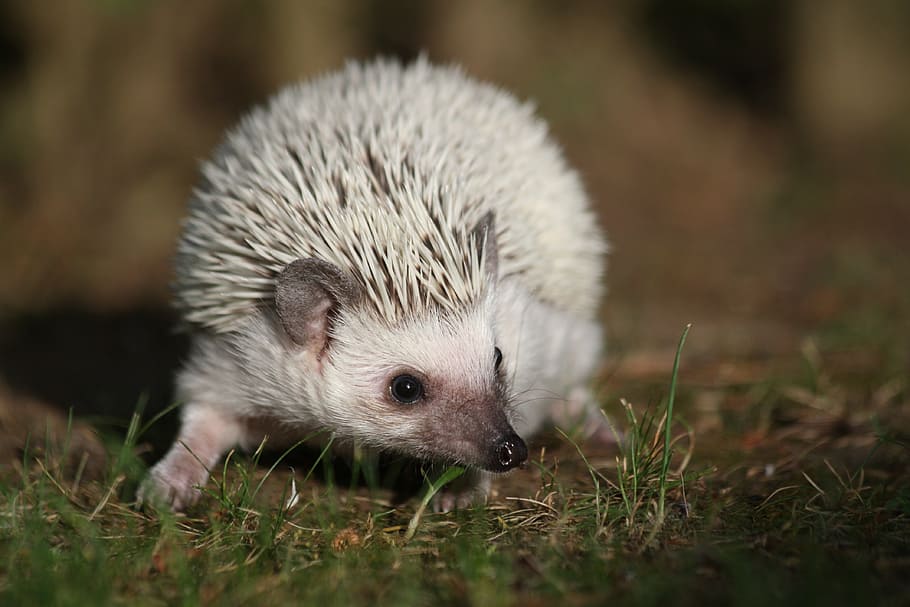 white porcupine, african, dwarf, hedgehogs, cute, pet, one animal HD wallpaper