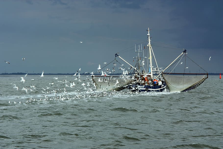 HD wallpaper: boat shrinking in water, north sea, fishing vessel, gulls,  fishing boat