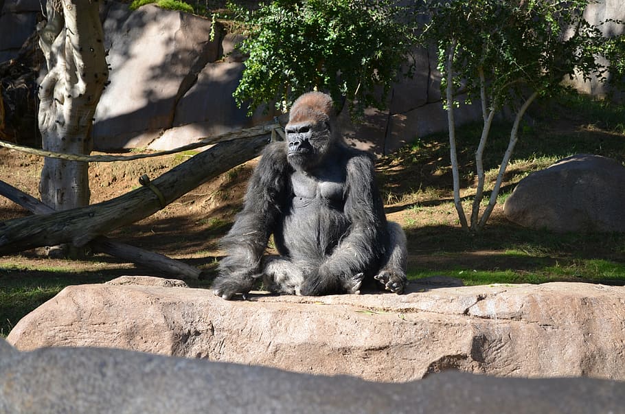 gorilla seating, san diego zoo, wildlife, money, sitting in sun, HD wallpaper