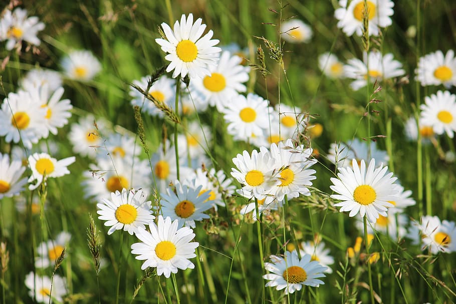 daisies, meadow, white, blossom, bloom, wild flowers, nature HD wallpaper