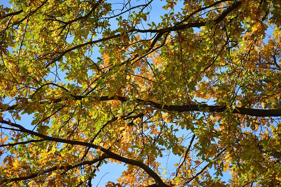 Autumn, Fall, Branches, Leaves, Colorful, tree, orange, nature HD wallpaper