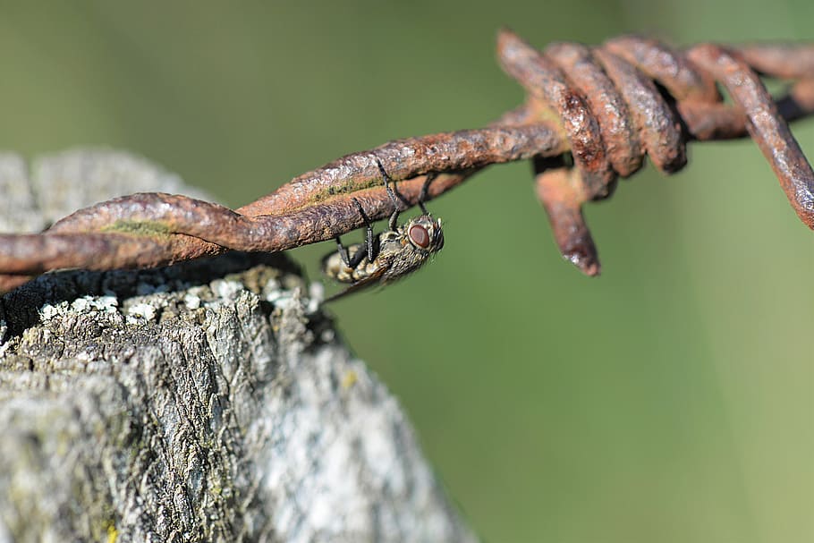 black fly on gray metal barbwire, barbed wire, close, rusty HD wallpaper