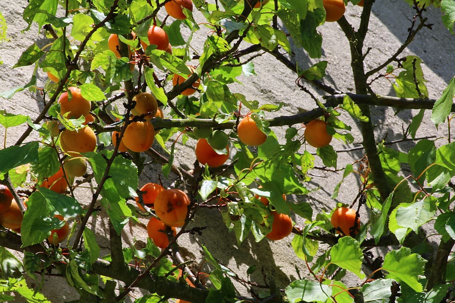 apricot, fruit tree, garden, power, orchard, healthy eating HD wallpaper