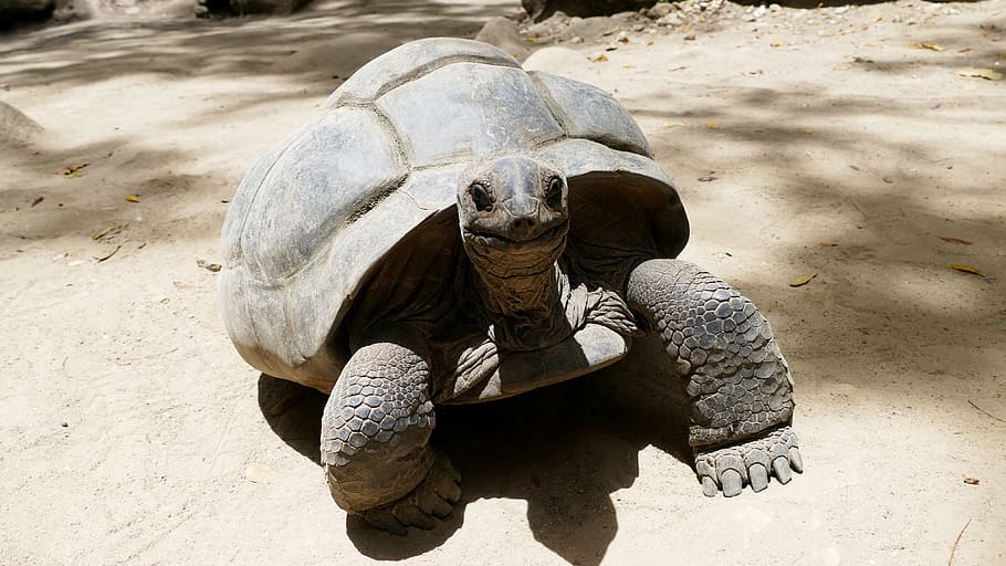 turtle, seychelles, beach, sea, indian ocean, curieuse, tortoise HD wallpaper
