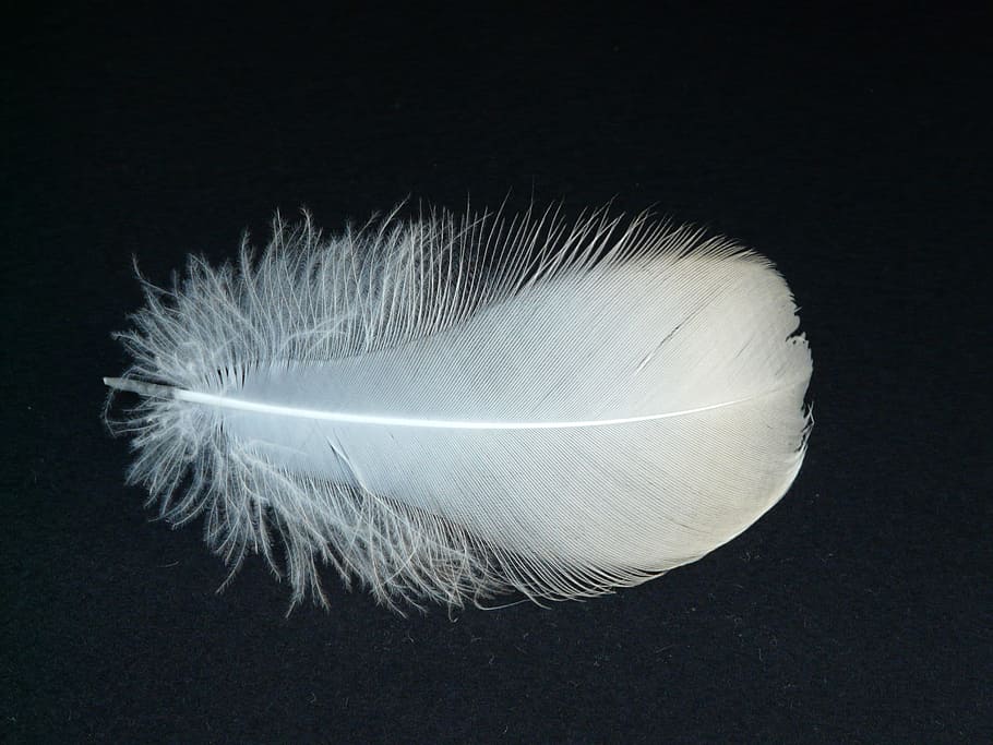 white feather, swan feather, slightly, airy, fly, filigree, lightweight