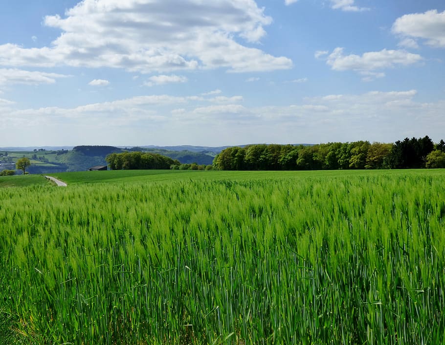 Spring, Barley, Cornfield, Nature, spring barley, landscape HD wallpaper