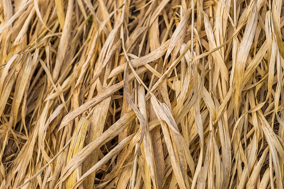 wallpaper, texture, pattern, straw, background, grass, nature HD wallpaper