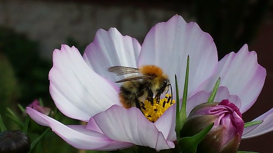 hummel, insect, honey, sprinkle, summer, bee, nature, flower HD wallpaper