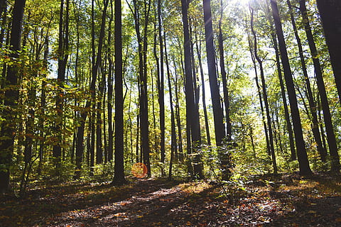 In Forest, autumn, fall, inspirationfeed, leaves, tree, nature HD wallpaper