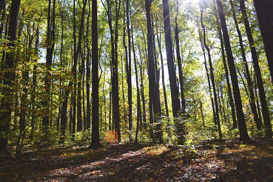 In Forest, autumn, fall, inspirationfeed, leaves, tree, nature HD wallpaper