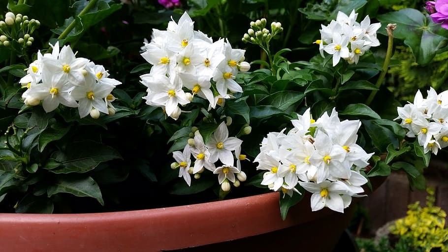 spring, white, flowers, flowering plant, freshness, fragility HD wallpaper