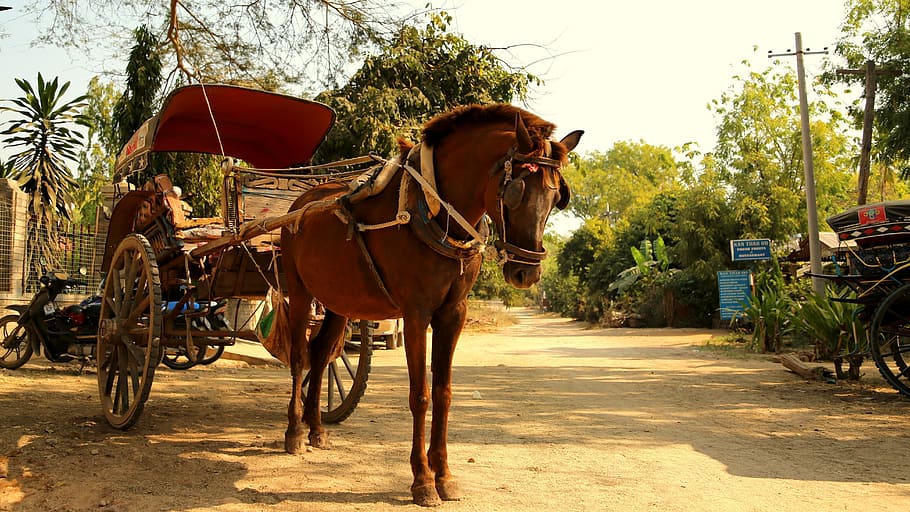 carriage, retro, road, mammal, domestic, domestic animals, animal themes HD wallpaper