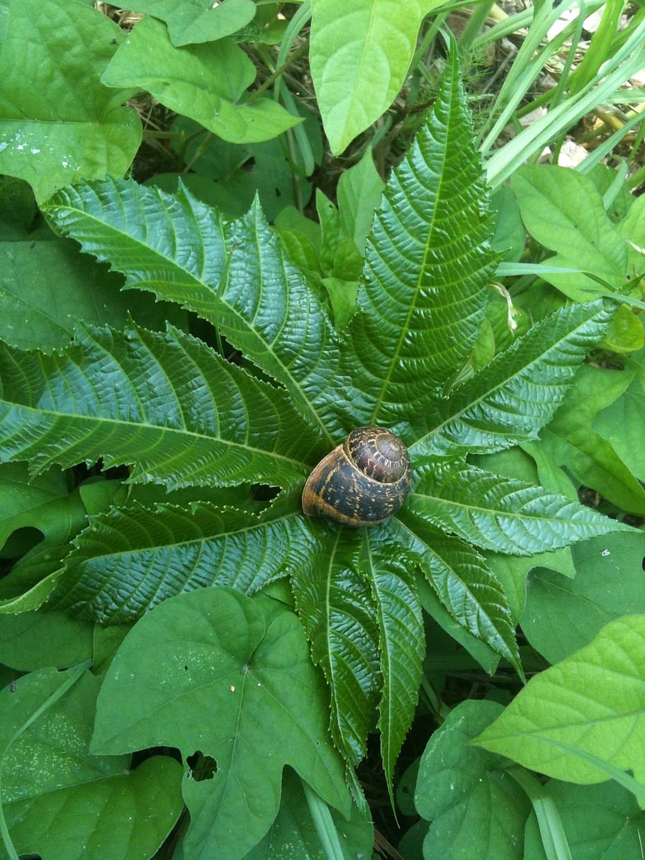 snail, shell, view, slowly, nature, leaves, leaf, plant part HD wallpaper