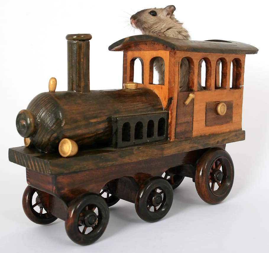 brown rodent in brown wooden train toy, Animal, Closeup, Close-Up