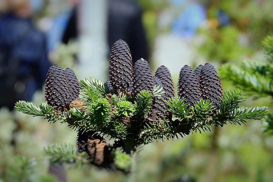 tree, coniferous, cones, branch, nature, plant, growth, close-up HD wallpaper