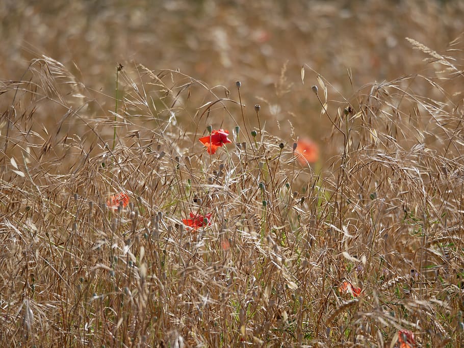wheat, poppy, red, plant, growth, flower, field, beauty in nature HD wallpaper