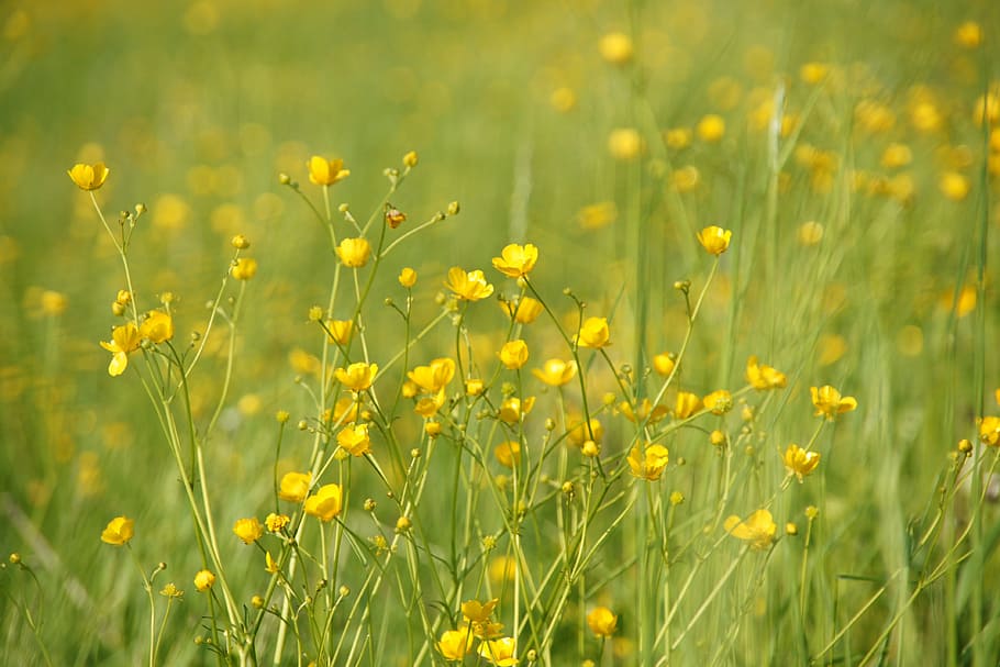 field, meadow, grass, nature, plant, yellow, flower, flowering plant HD wallpaper