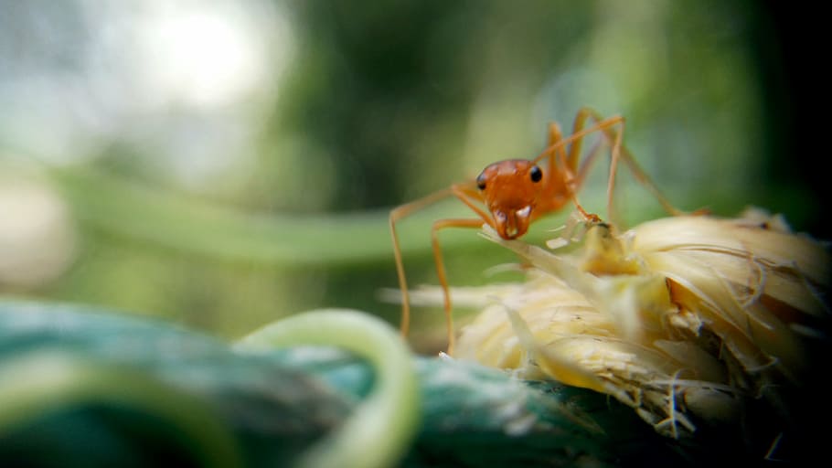 ant, macro, macro photography, animal themes, animal wildlife HD wallpaper