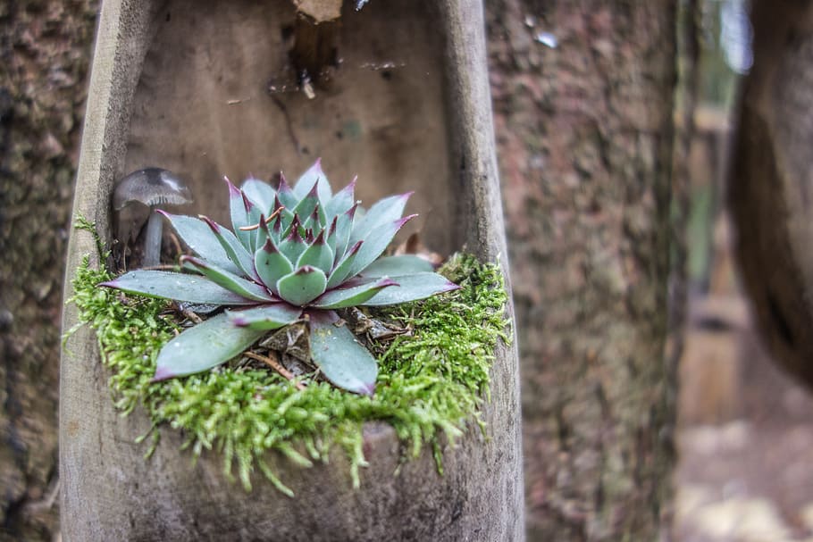 tree, wood, flower vase, cactus, plant, moss, tribe, bark, wood vase HD wallpaper