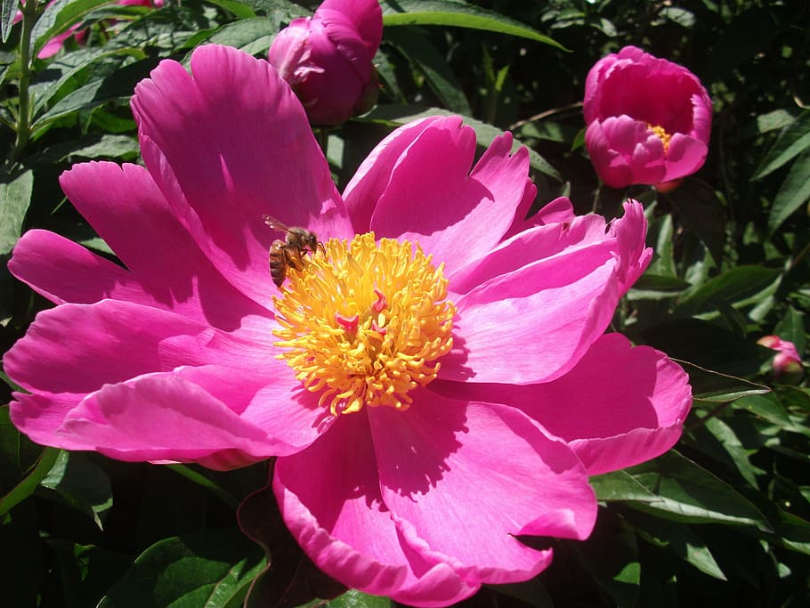 peony, flower, pink, spring, blossom, floral, nature, bloom HD wallpaper