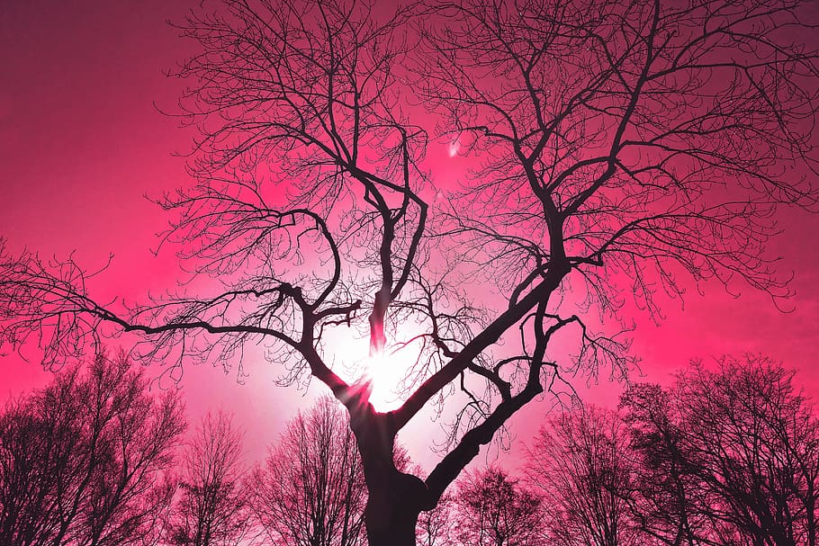 black bare tree illustration, tree top, silhouette, tree silhouette HD wallpaper