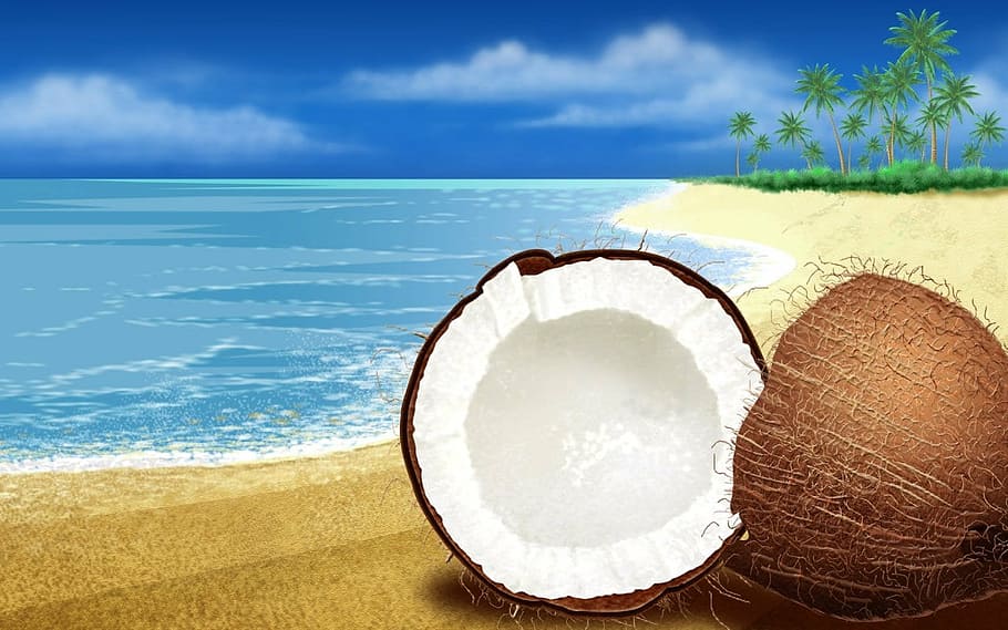 coco, beach, chestnut, sea, sky, water, land, tropical climate HD wallpaper