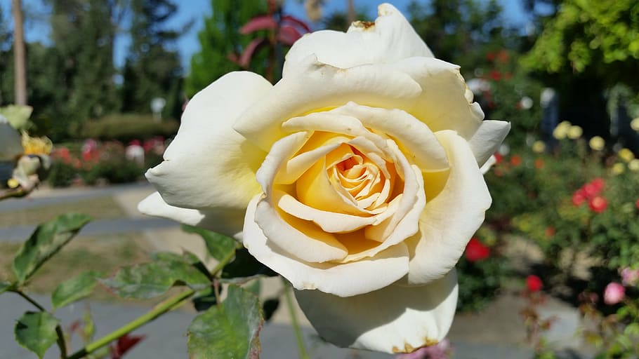 white rose, flower, nature, blossom, plant, single, stem, flowering plant HD wallpaper