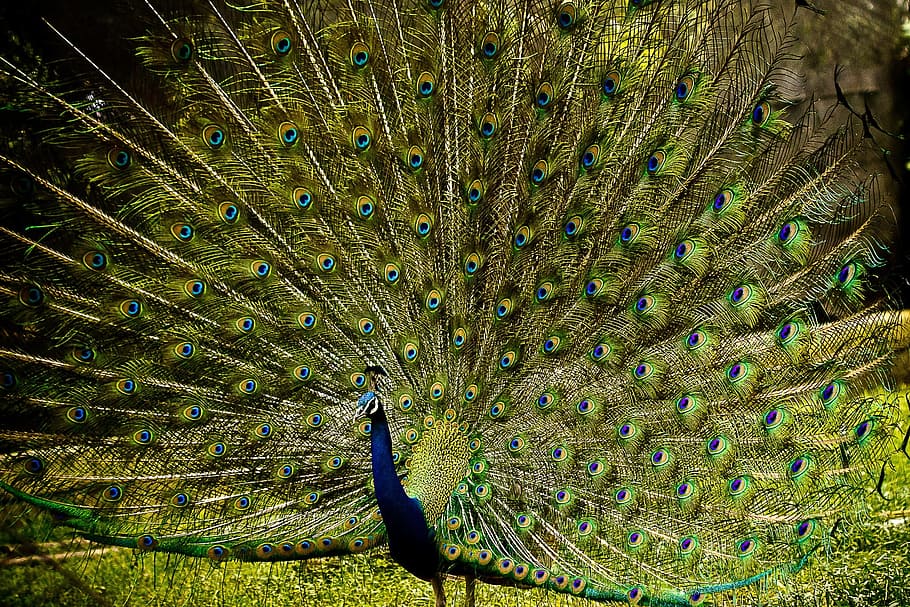 green and blue peacock in grass field, bird, feather, nature HD wallpaper