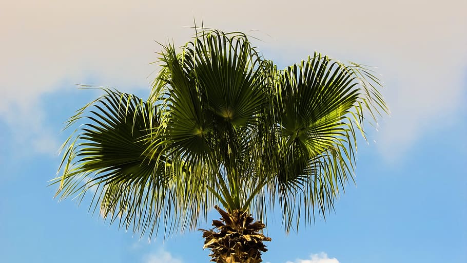 Palm Tree, Nature, Summer, Tree, sky, clouds, palm leaf, low angle view HD wallpaper