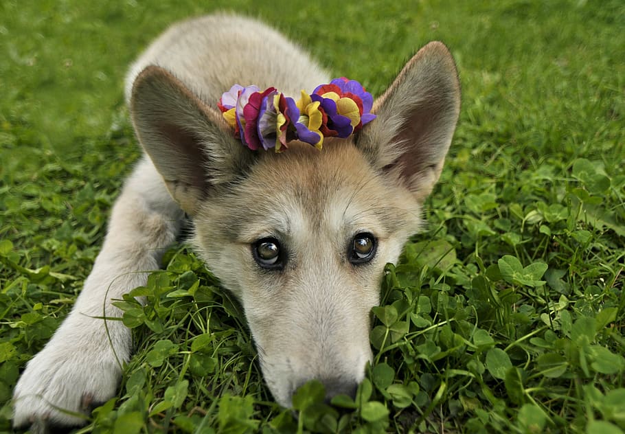 puppy, dog, wolf, canine, adorable, wolfdog, wolf hybrid, flower crown