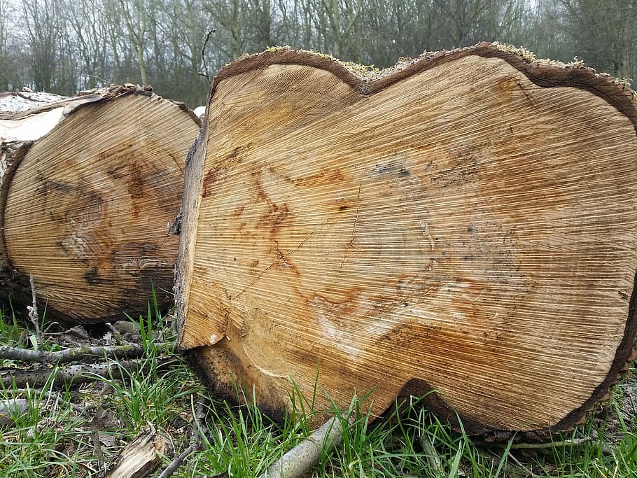 tree, wood, trunks, tree rings, wood - material, nature, timber HD wallpaper