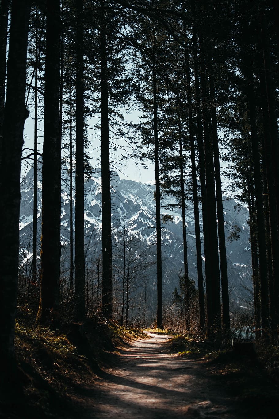 forest, away, path, trees, mystical, sunlight, plant, land HD wallpaper