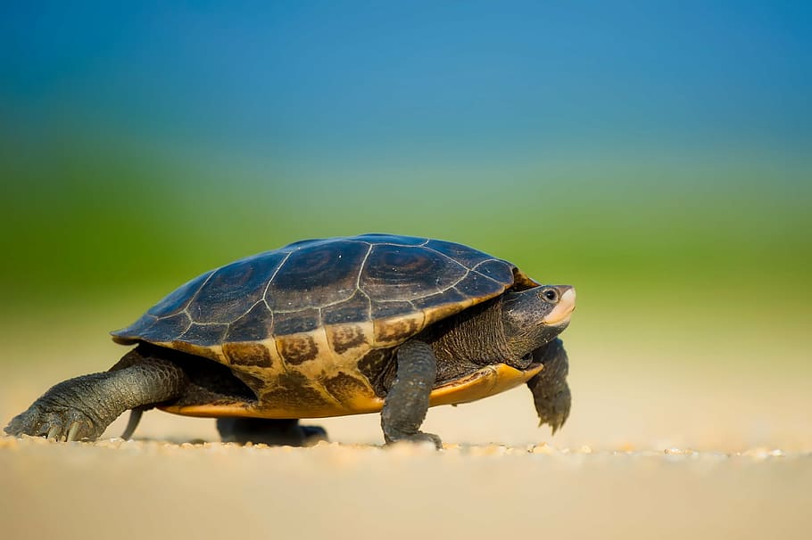 brown turtle walking on brown sand at daytime, sea, wildlife HD wallpaper