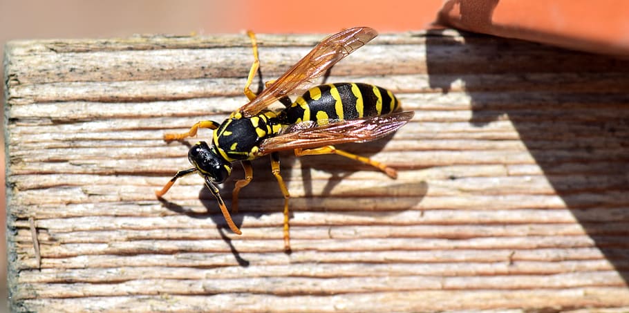 Wasp, Insect, Close, Nature, Animal, wood, german wasp, sting HD wallpaper