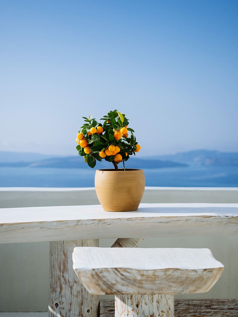 green leafed plant with orange fruits, orange plant in pot, tree, HD wallpaper