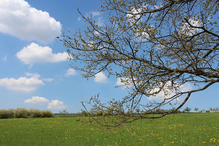 spring, oak, tree, nature, bud, meadow, sky, branch, clouds HD wallpaper