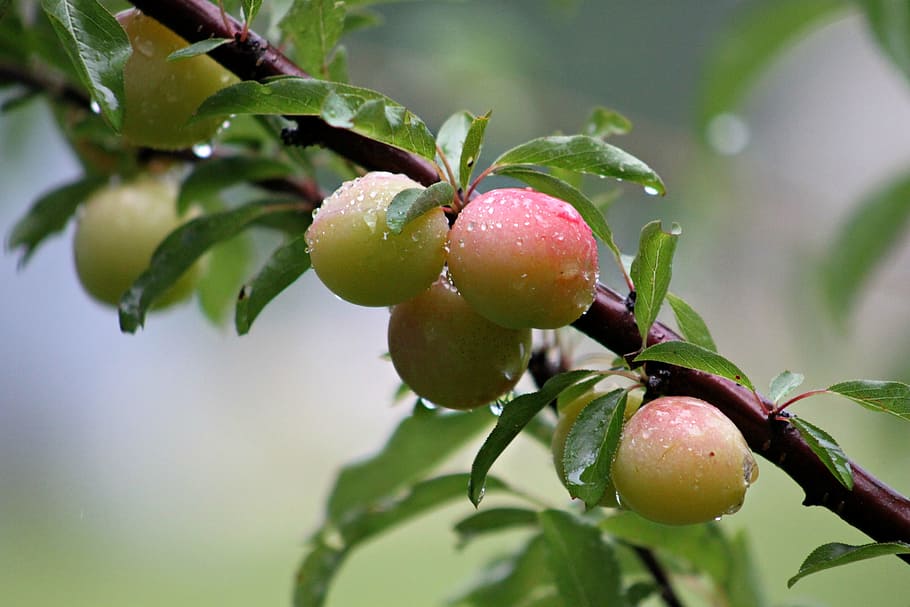 Wild, Plums, Plum, Tree, Close-Up, food and drink, fruit, leaf HD wallpaper
