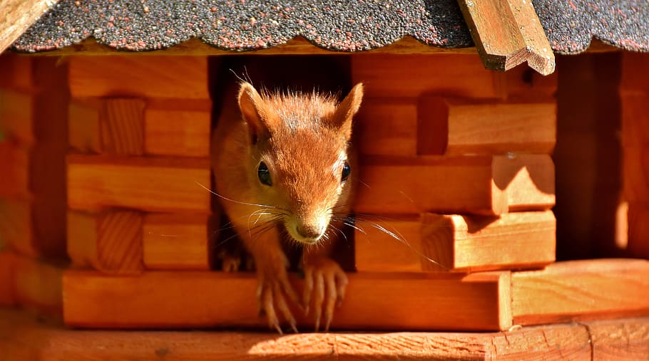 squirrel, cute, animal, nager, nature, garden, foraging, animal themes HD wallpaper