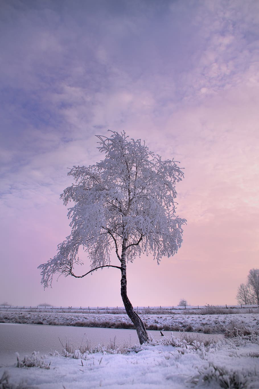 tree covered in snow, winter tree, nature, cold, wintry, snowy HD wallpaper