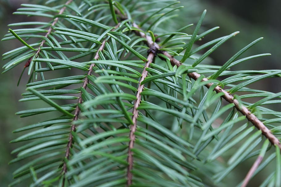 forest, pine tree, pine needles, green color, growth, plant HD wallpaper