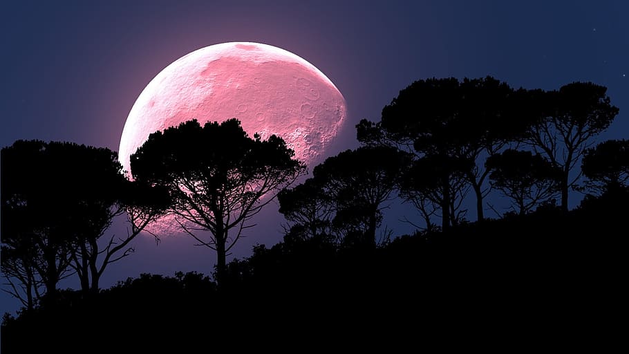 Moon Rise on silhouette treeline during night time, pink, trees HD wallpaper