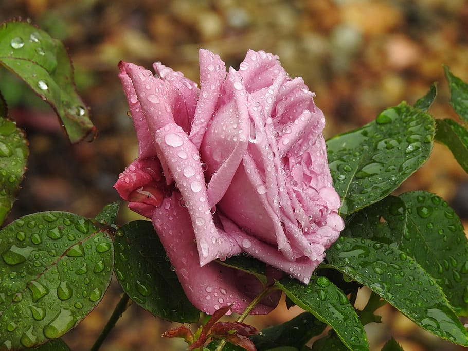 flower, pink, violet, drop, water, wet, leaf, plant part, beauty in nature HD wallpaper