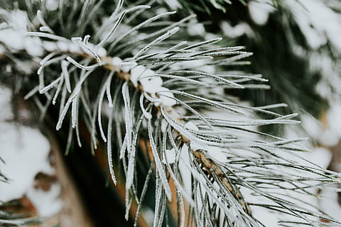 Close-ups of snowy trees, closeup, leaves, pine, twig, branch HD wallpaper