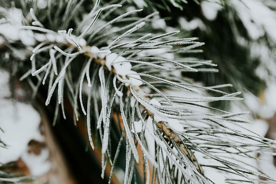 Close-ups of snowy trees, closeup, leaves, pine, twig, branch HD wallpaper
