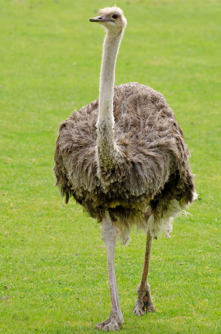 brown Ostrich walking during daytime, emu, neck, bird, paw, background