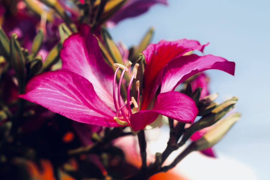 nature, flower, flora, leaf, garden, flowering plant, beauty in nature HD wallpaper